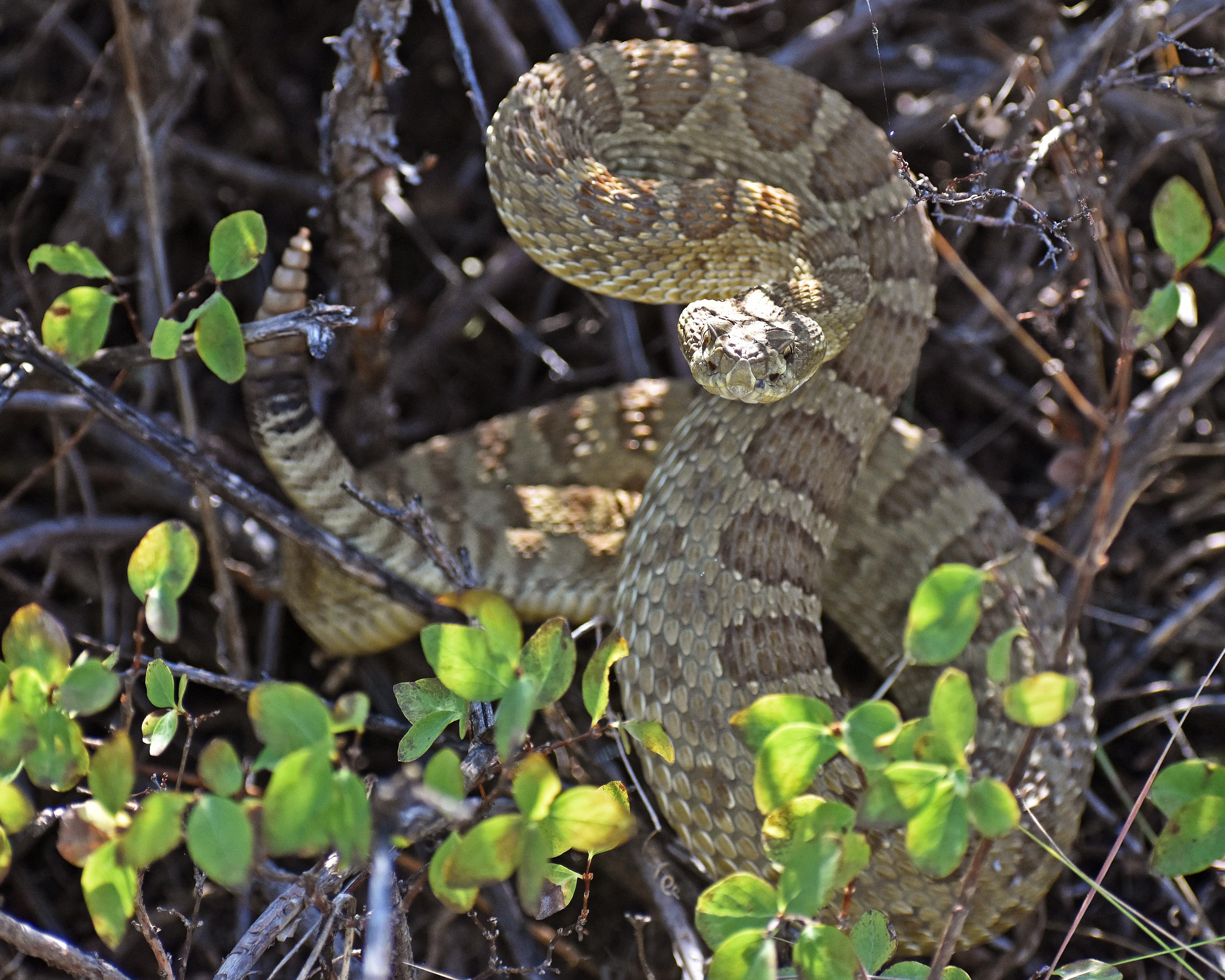 Snake wrapped around a plant.