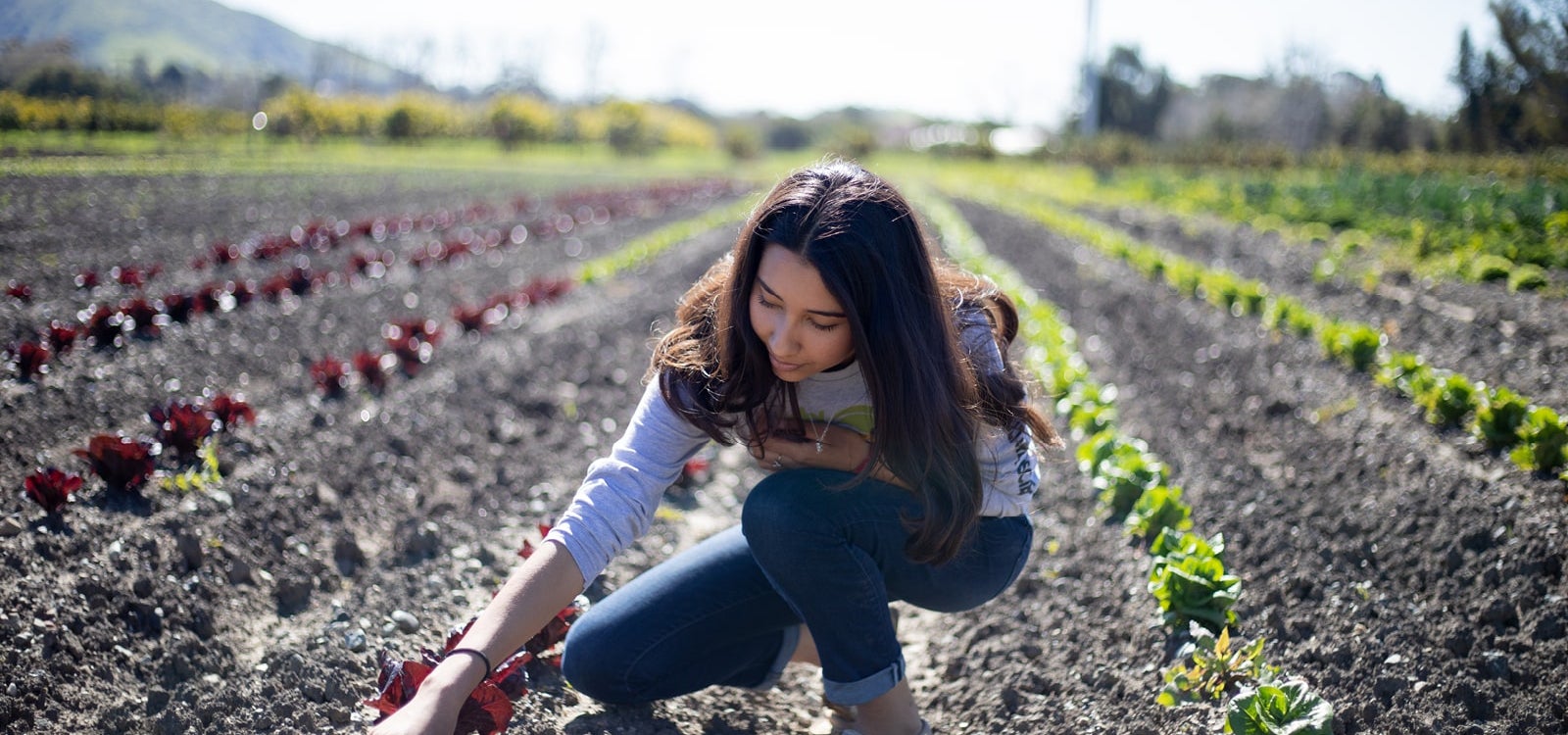 Cal Poly student checking plants in a field on an organic farm