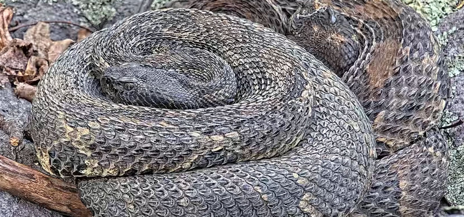 Two timber rattlesnakes curled up