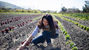 Cal Poly student checking plants in a field on an organic farm