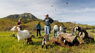Students in the Goat Enterprise check on newborn kids and their mothers, grazing in a field near campus.
