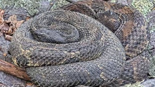 Two timber rattlesnakes curled up