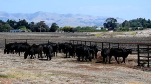 A group of cattle on Brughelli Ranch