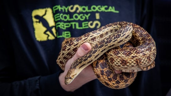 Rattle cam snake.