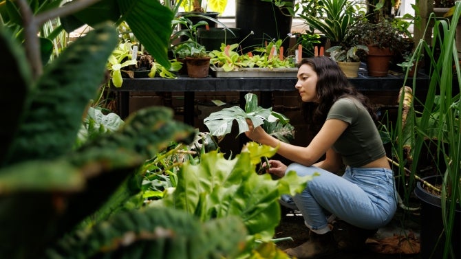 Student tending to plants in the university greenhouse.