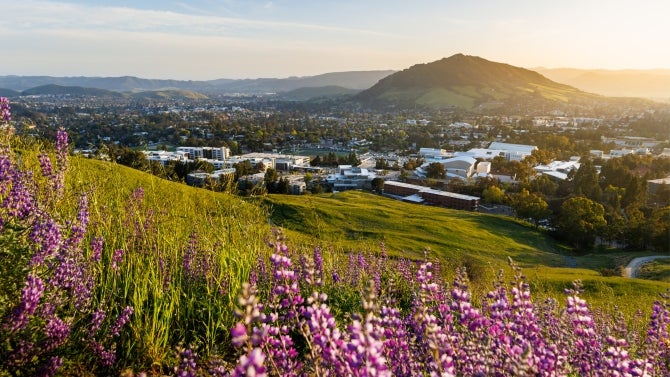 Hillside view of Cal Poly campus with purple wildflowers in foreground and mountains at sunset.