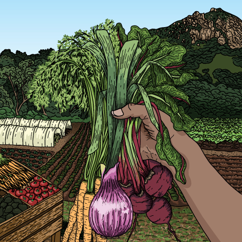color illustration of vegetables